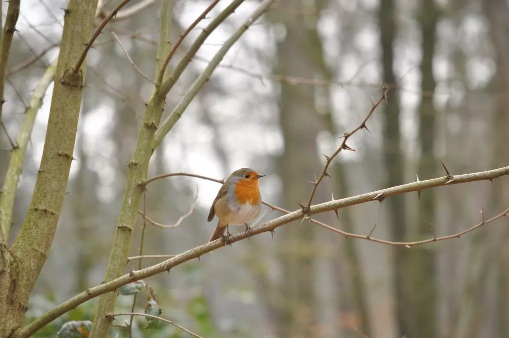 roodborst, vogel, bos