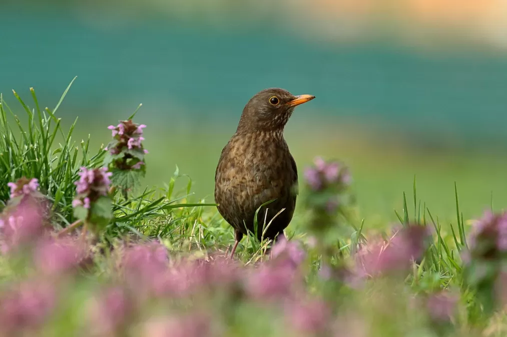 merel, vogel, dier