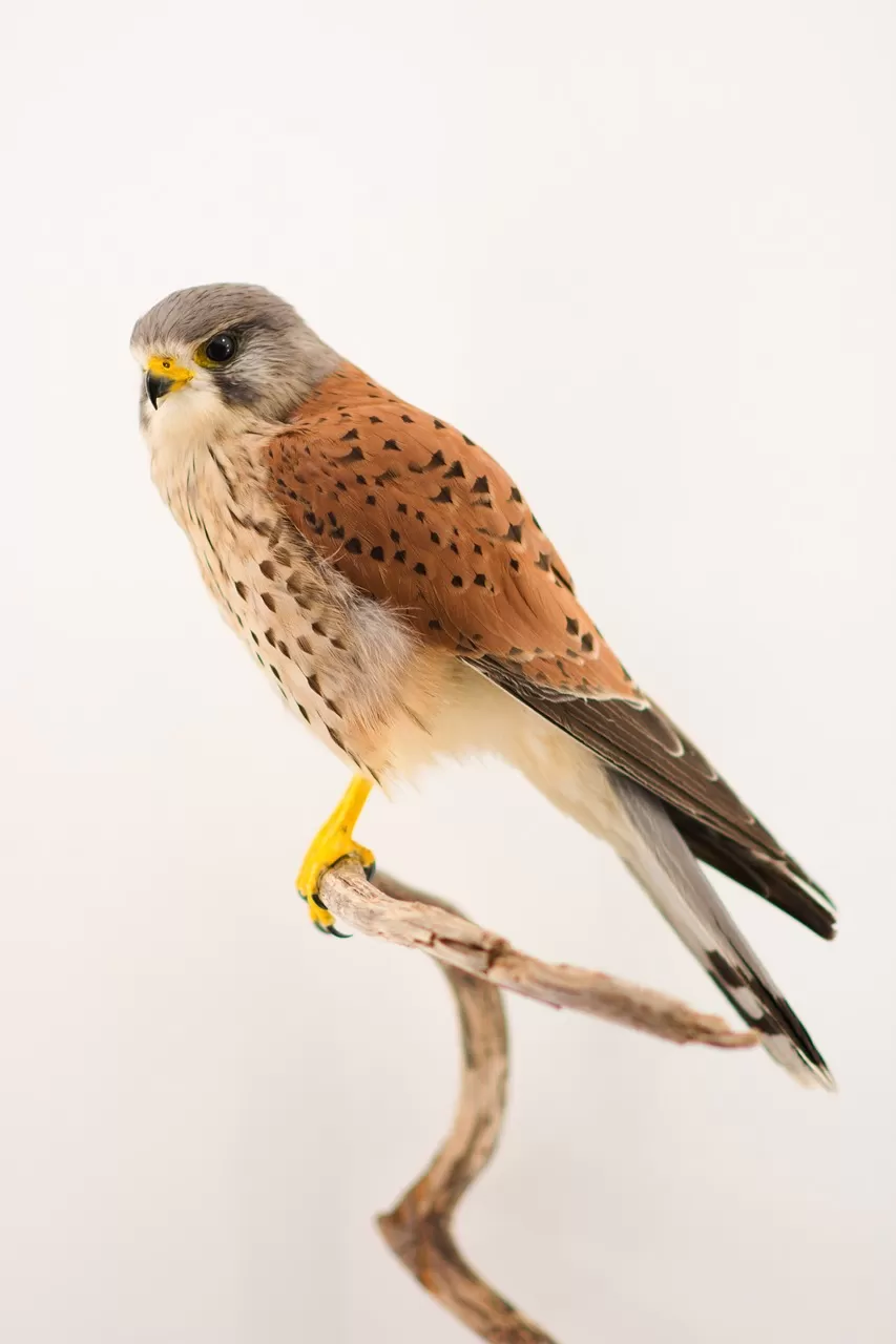 vogel, roofvogel, torenvalk