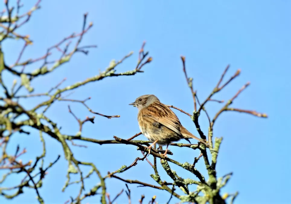 vogel, heggenmus, zangvogel