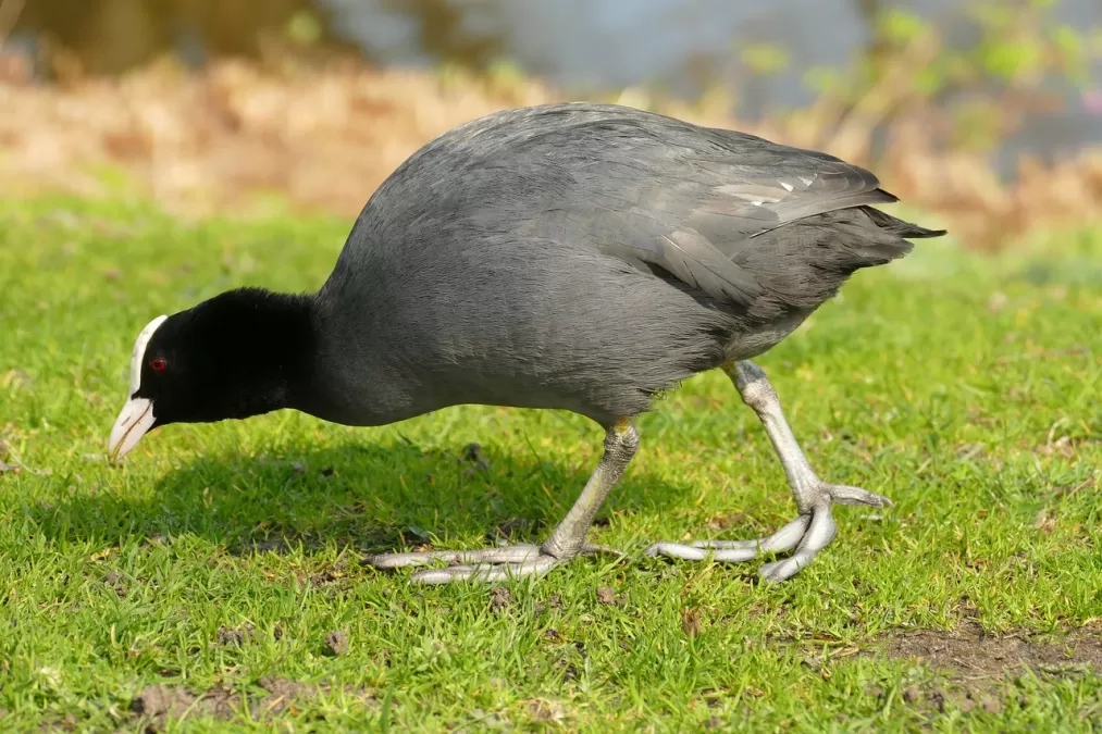 meerkoet, vogel, watervogel