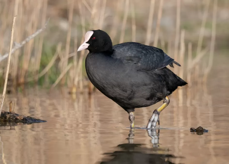 koet, watervogel, vogel