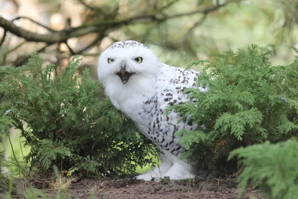 uil, dierentuin, nachtelijke