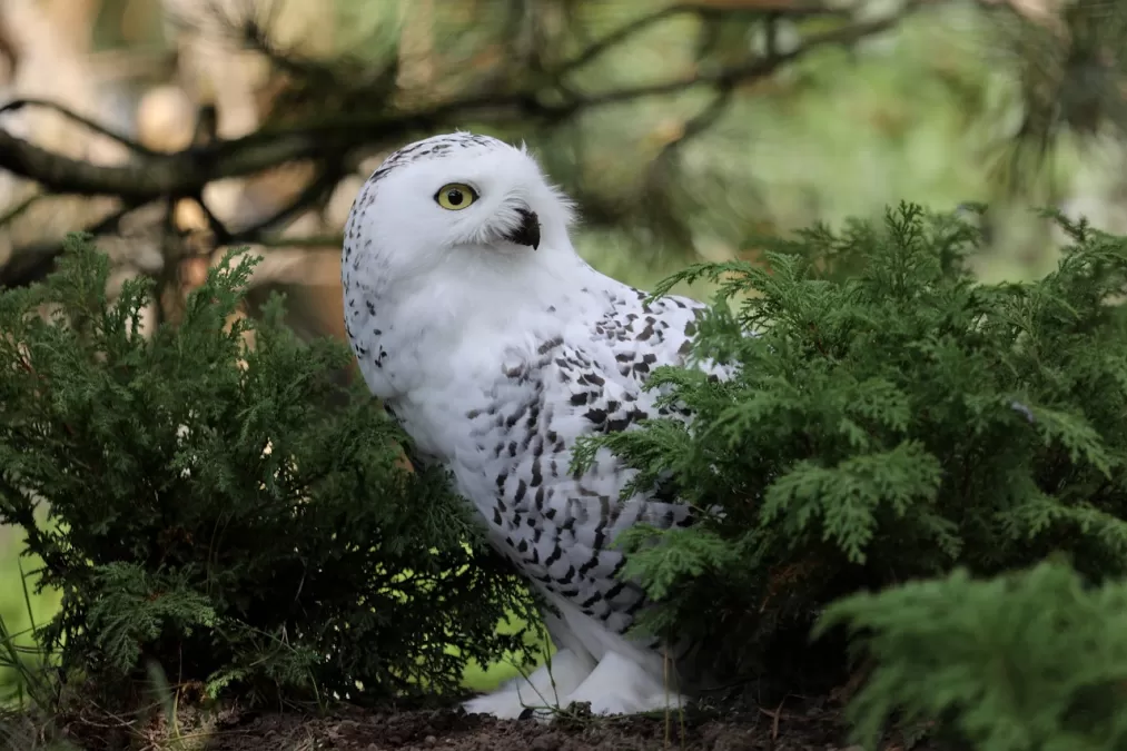 uil, vogel, zitten