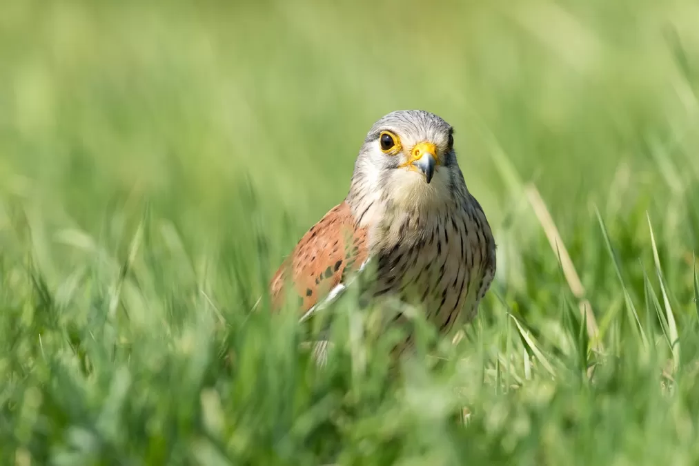 vogel, torenvalk, ornithologie