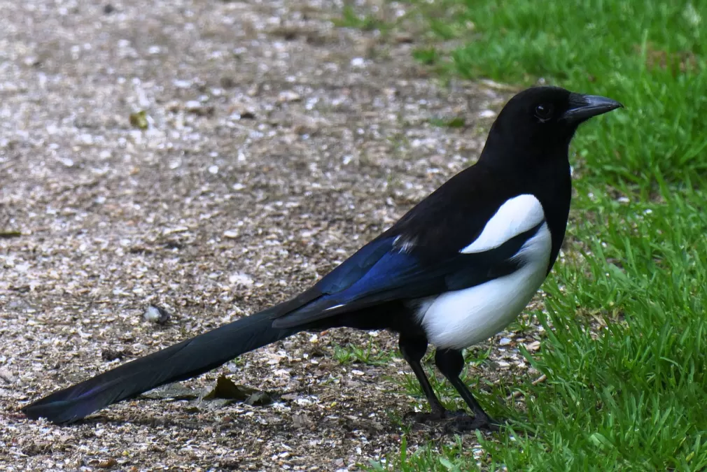 ekster, vogel, snavel