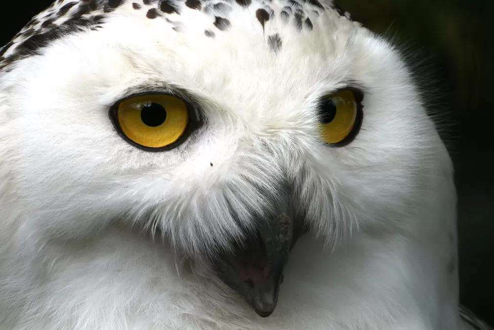 sneeuwuil, vogel, ogen