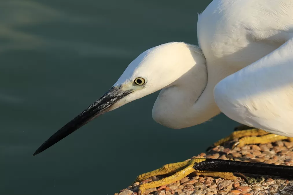 vogel, kleine zilverreiger, wit