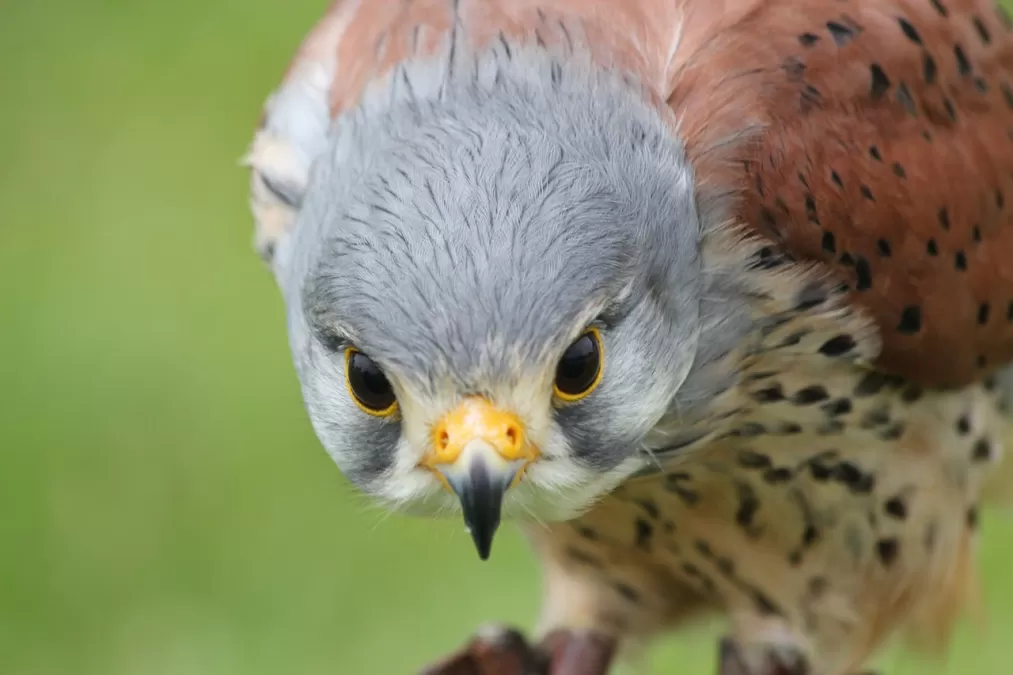 torenvalk, vogel, prooi
