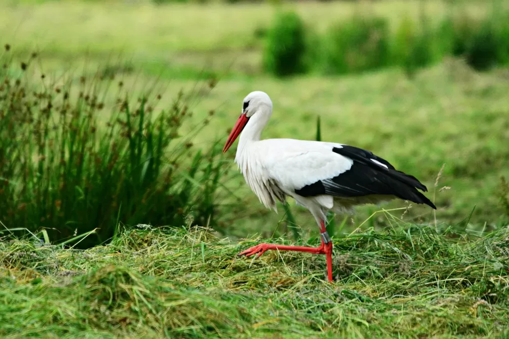 ooievaar, vogel, dier