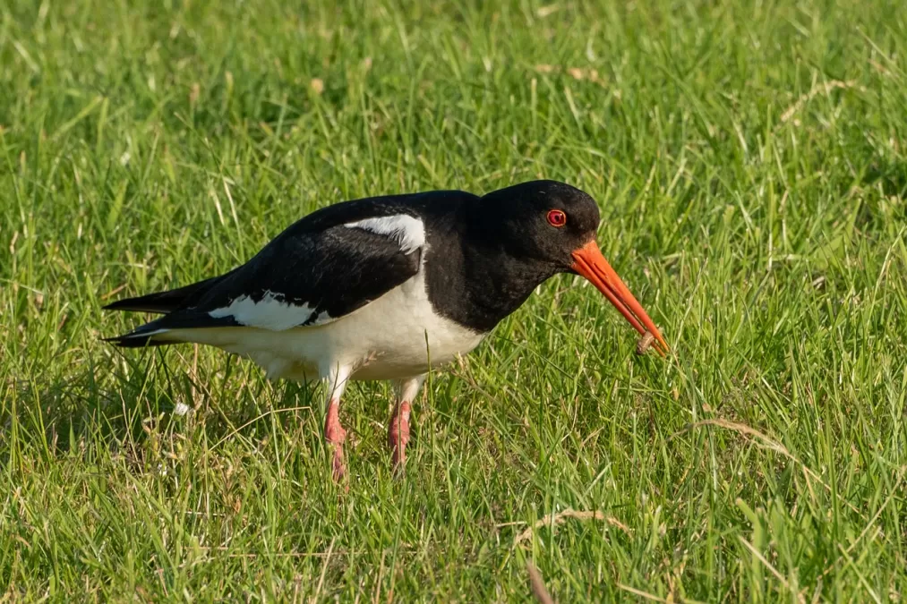scholekster, vogel, aan het eten
