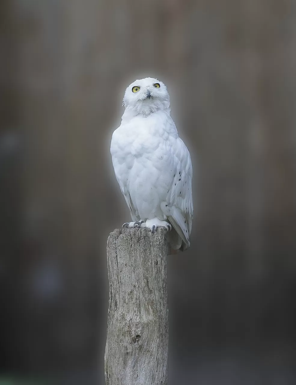 sneeuwuil, uil, vogel