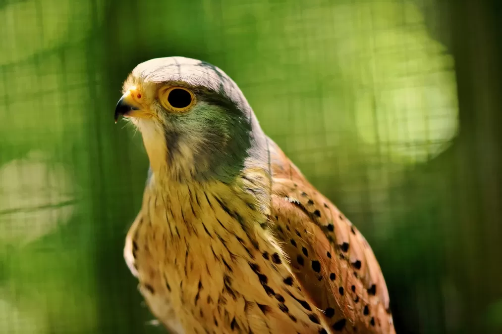 torenvalk, valk, roofvogel