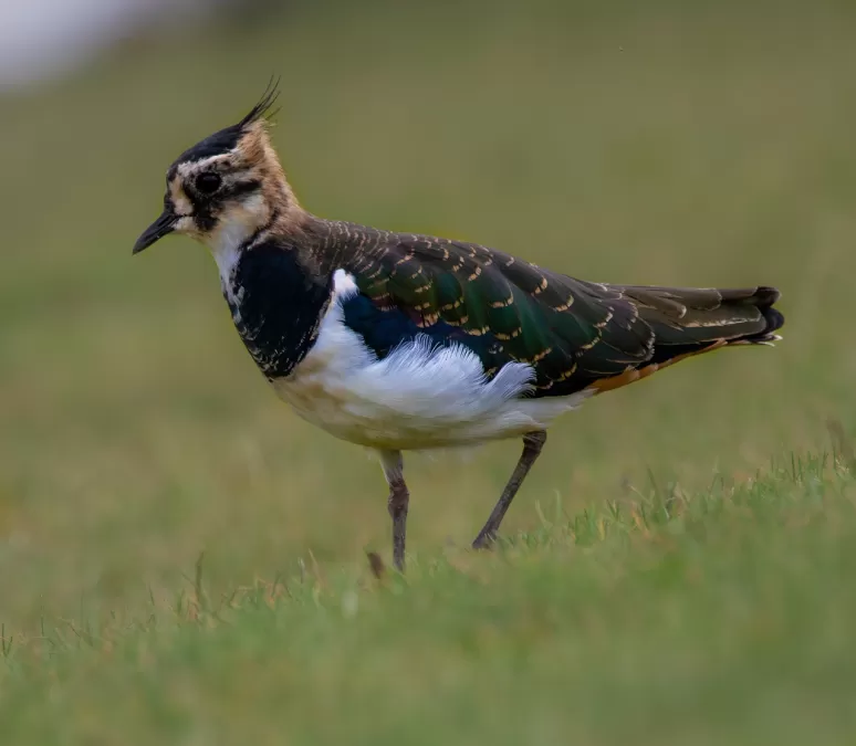 kievit, vogel, watervogel