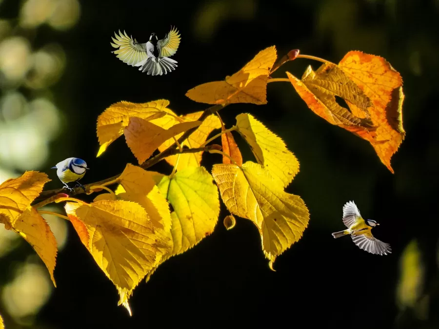 natuur, bladeren, herfst