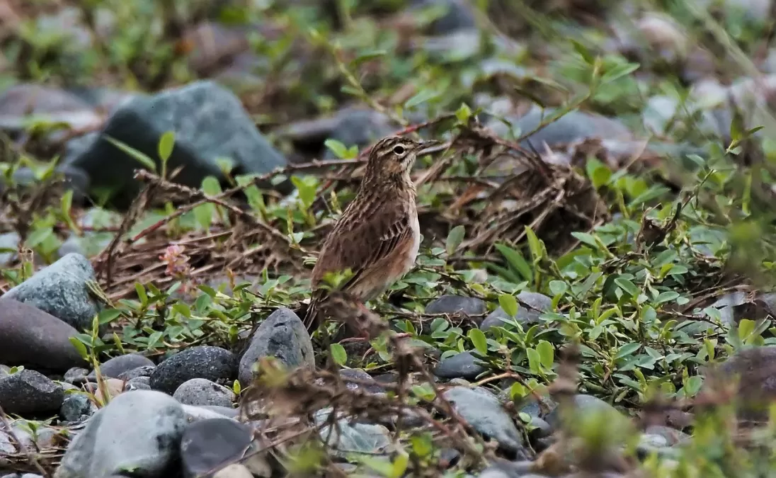 rijstvelden graspieper jonge, wild, leven