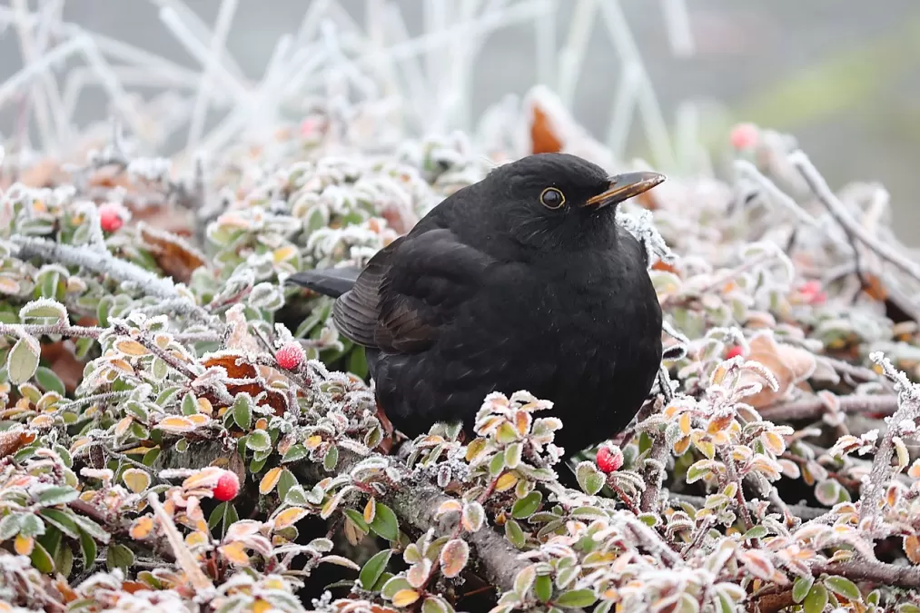merel, vogel, winter