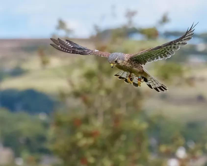 torenvalk, valkerij, vogel