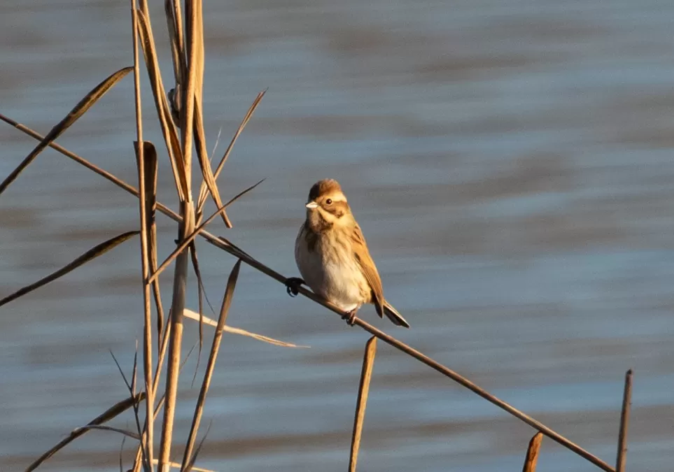 rietgors, gors, wetland