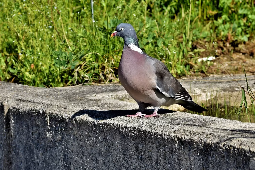 duif, houtduif, vogel