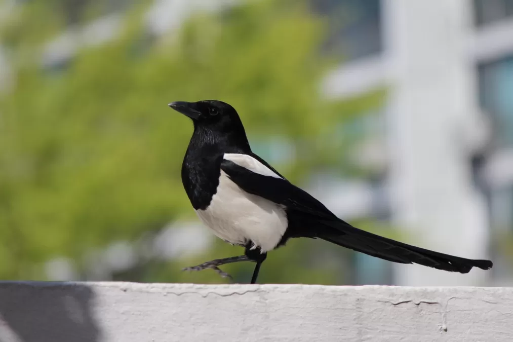 ekster, nieuw, natuur