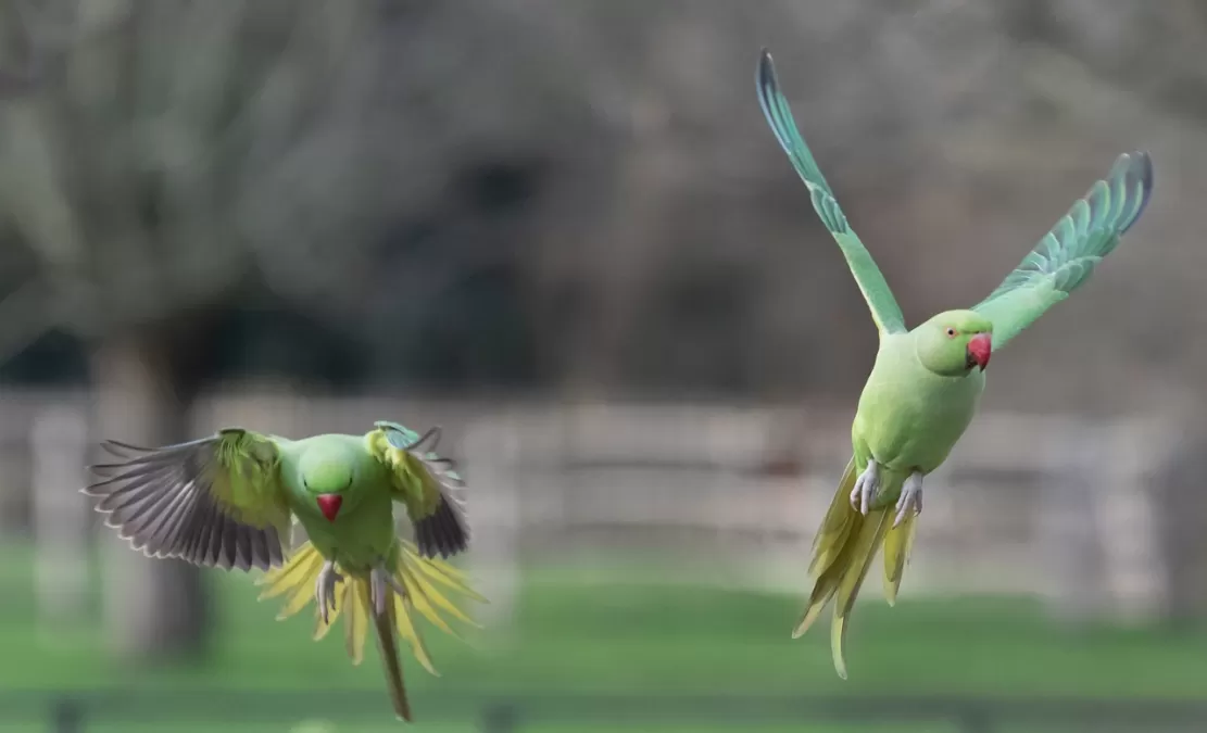 halsbandparkiet in de vlucht, rose geringd parkiet, parkiet