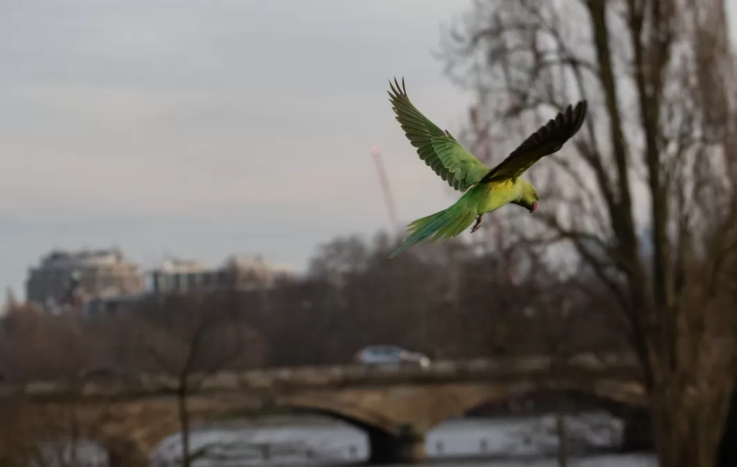 halsbandparkiet in de vlucht, rose geringd parkiet, parkiet