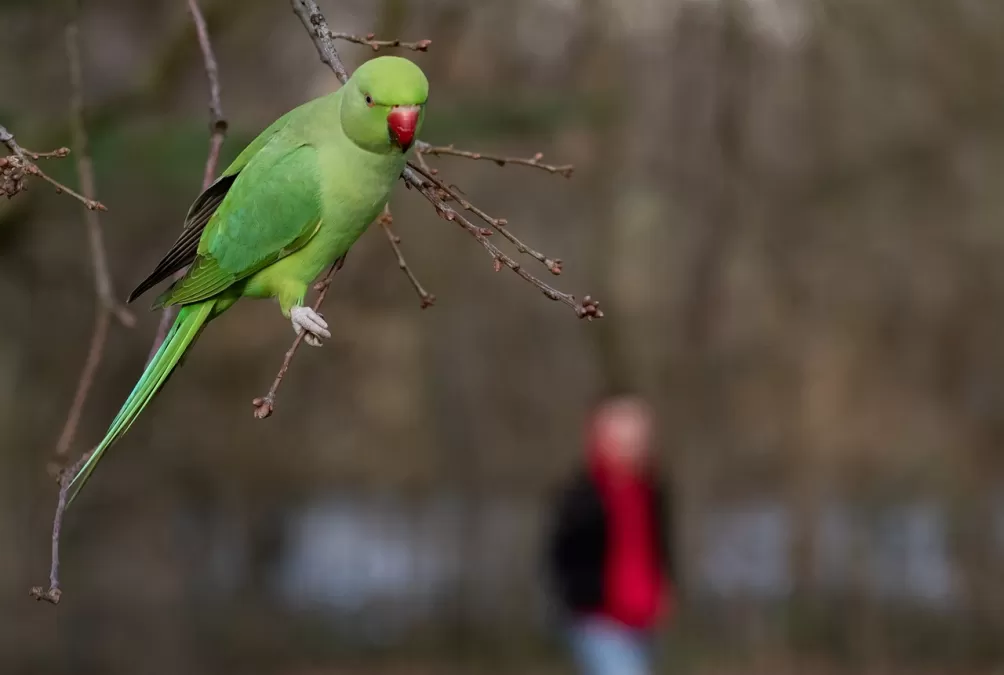 halsbandparkiet in het park, rose geringd parkiet, parkiet