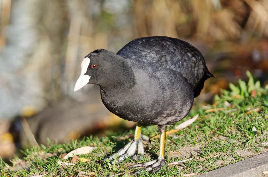 vogel, meerkoet, verenkleed