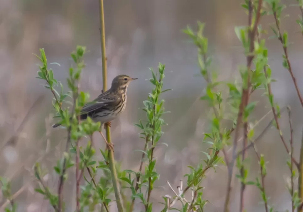 graspiepers, anthus pratensis, bedreigd