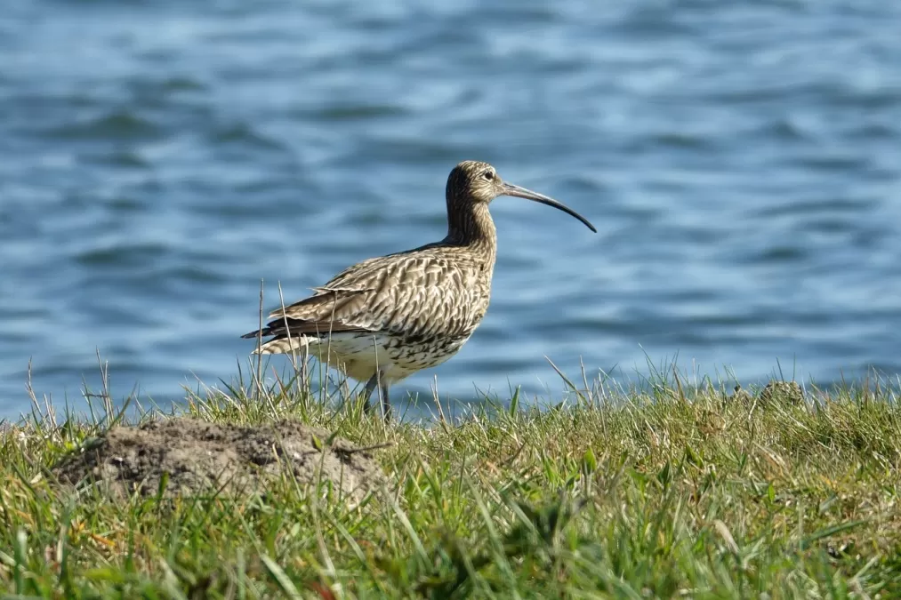 wulp, strandlopers, grote steltloper