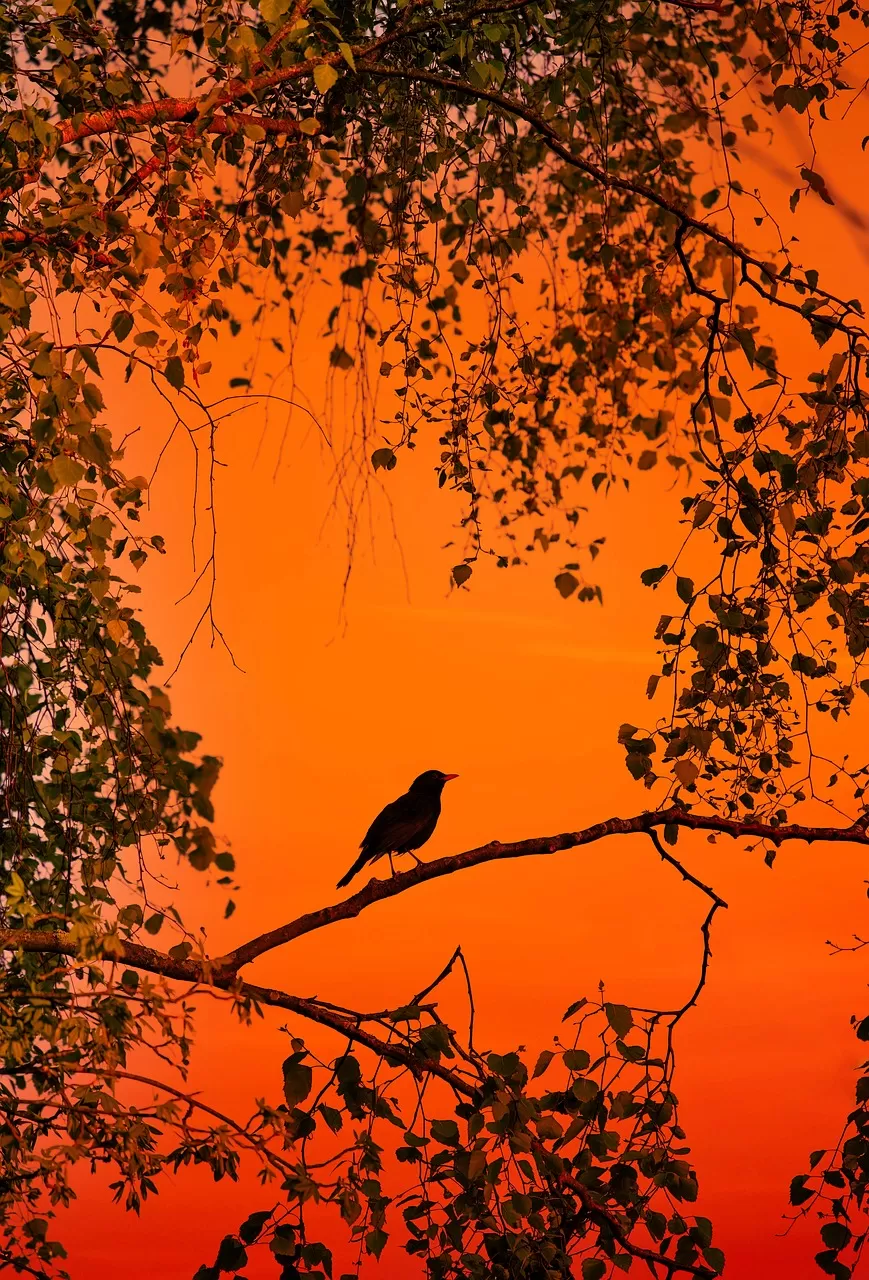 vogel, merel, natuur