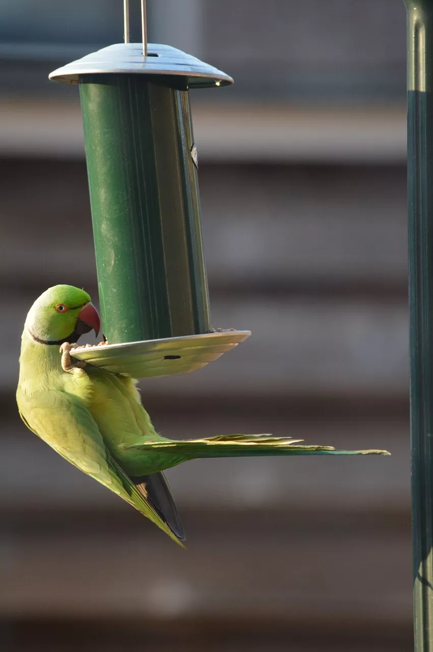 halsbandparkiet, parkiet, vogel