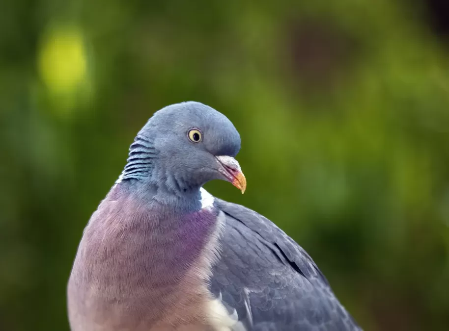 houtduif, vogel, bek