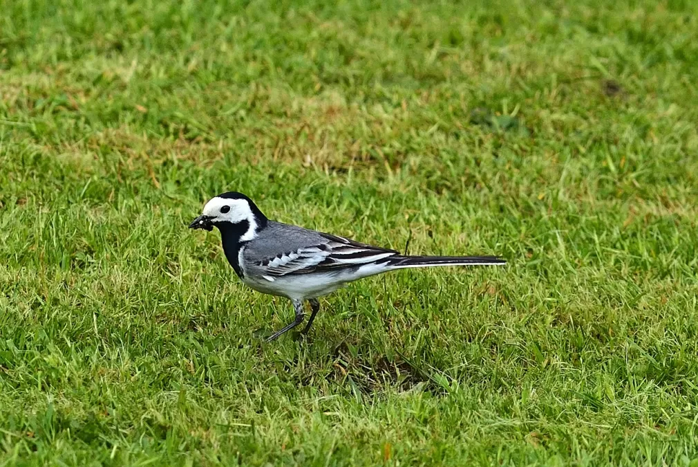 tuin, witte kwikstaart, vogel
