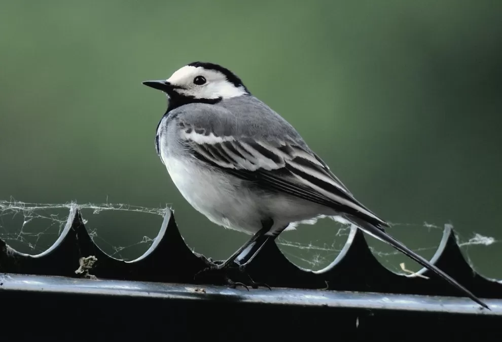witte kwikstaart, zangvogel, songbird