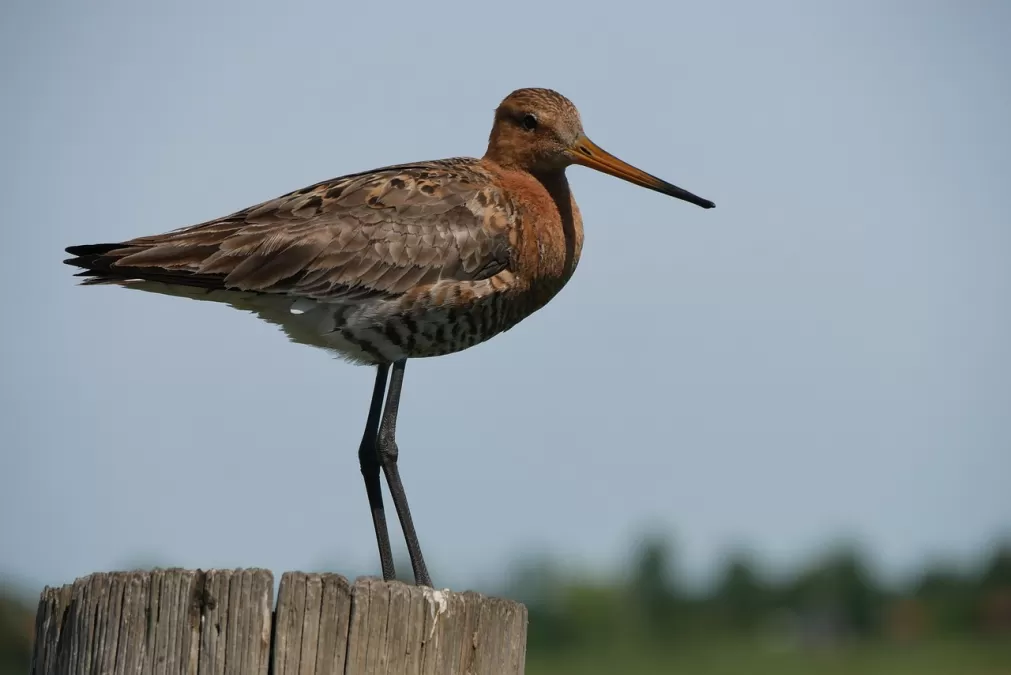vogel, nederland, natuur