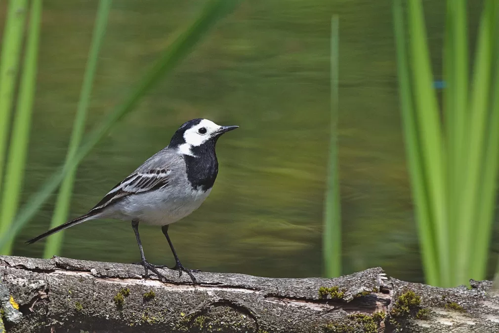 witte kwikstaart, vogel, natuur