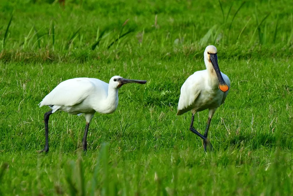 lepelaar, waadvogel, dier