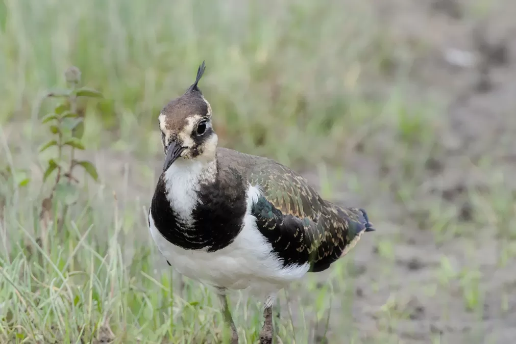 kievit, vogel, dierenwereld