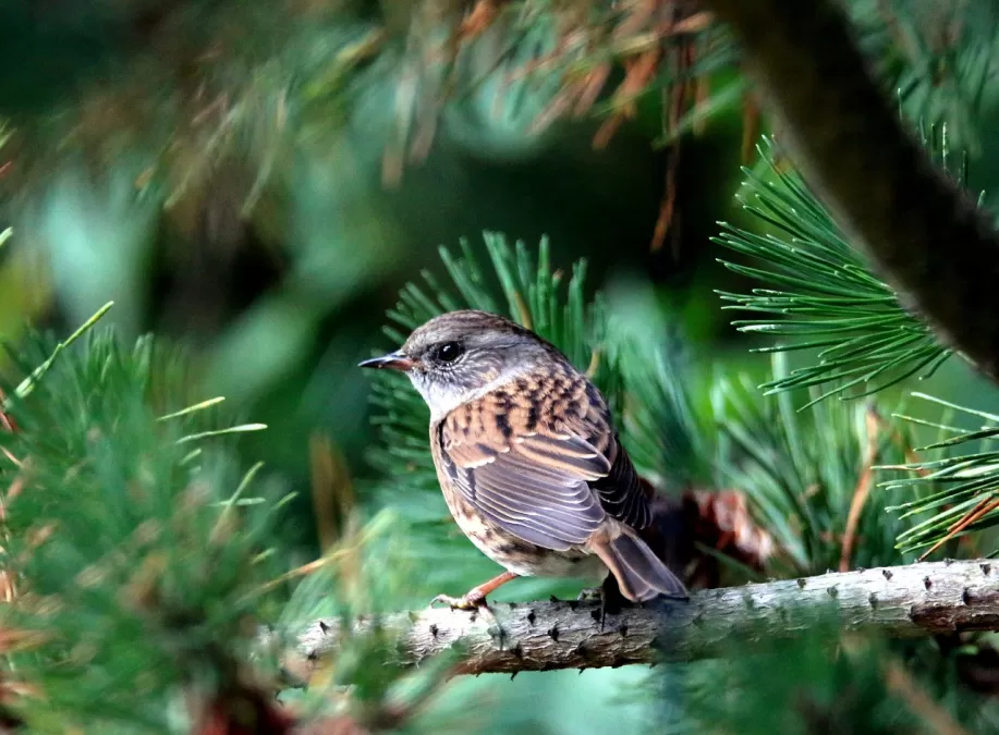 heggenmus, vogel, dier