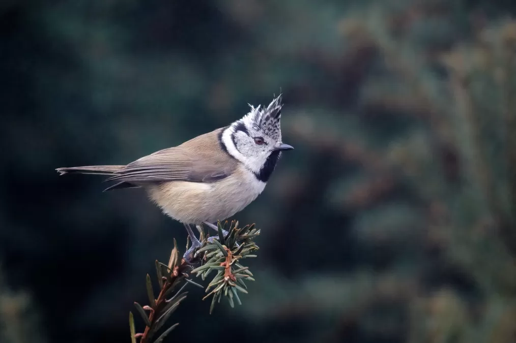 kuifmees, vogel, dier