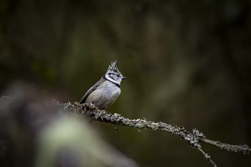 europese crested tit, vogel, natuur