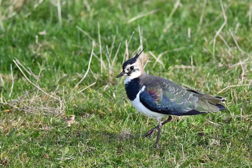 kievit, wader, vanellus vanellus