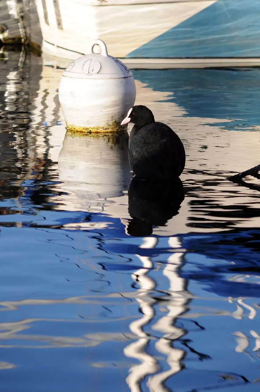 euraziatische meerkoet, vogel, meer