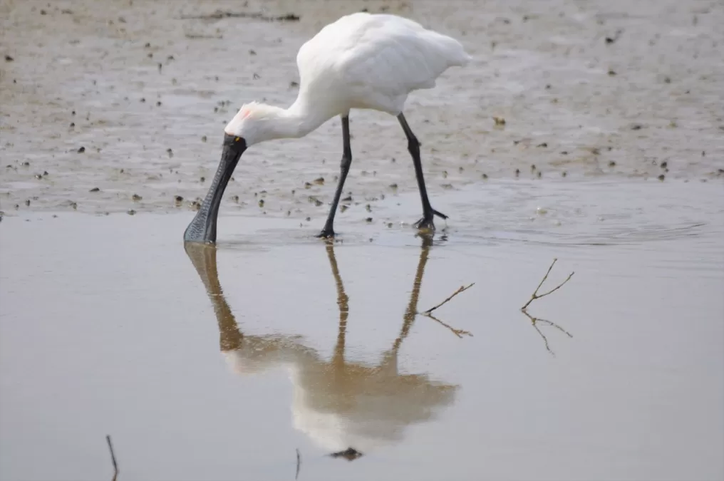 vogel, lepelaar, meer