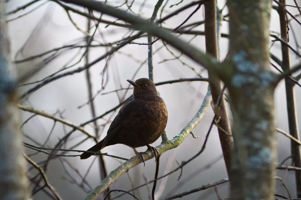 merel, vogel, takken