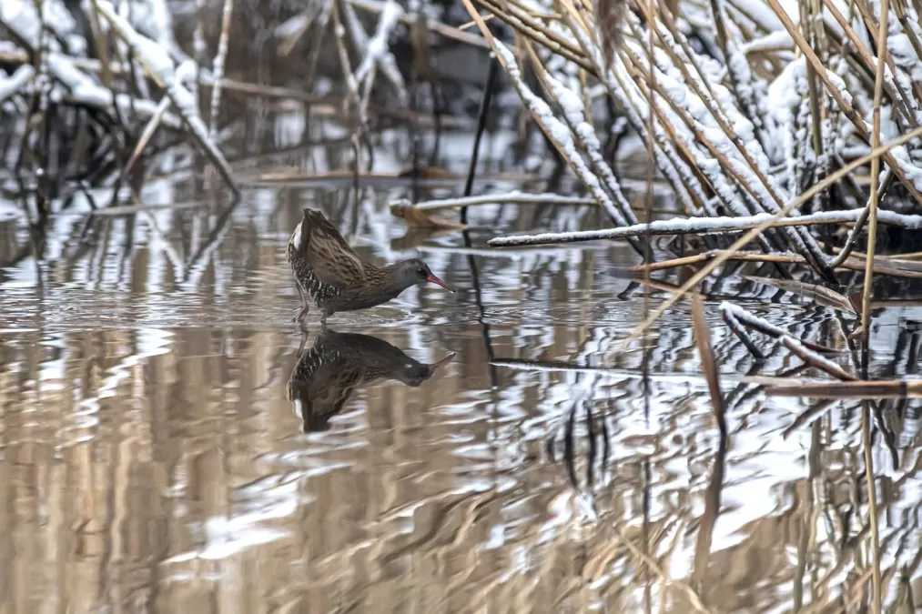 waterral, rallus aquaticus, dieren in het wild