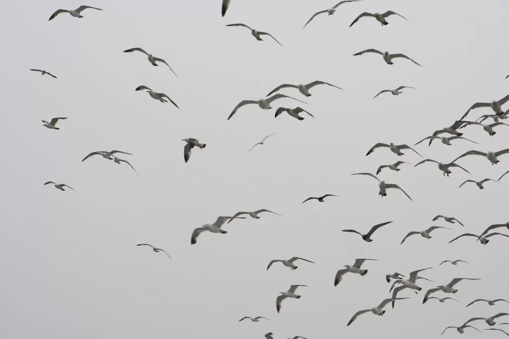 seagull, stormmeeuw, meeuw