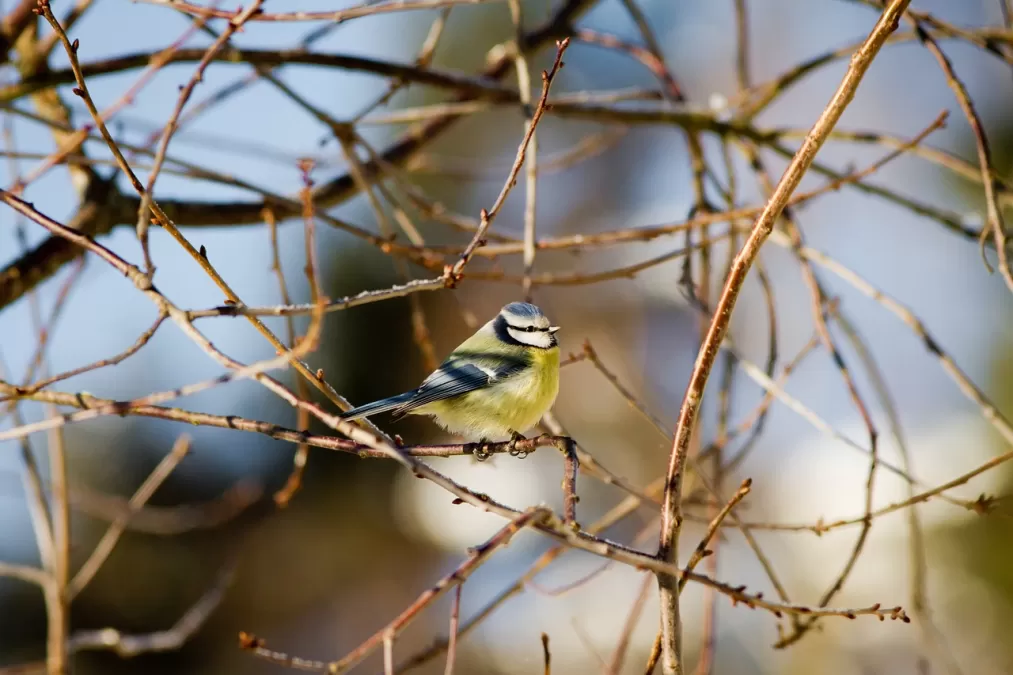 vogel, pimpelmees, takken